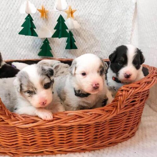 Photo of our puppies. This photo is a Button to access the puppies page