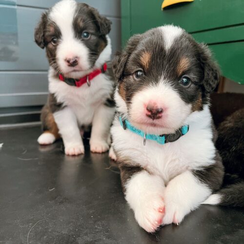 Emma Puppies 2022