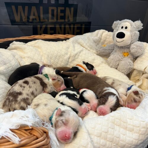 Hannah Puppies 2024