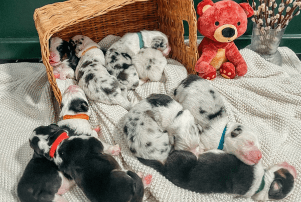 Puppies Hannah 2025