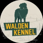 Walden Kennel - Australian Shepherds UK